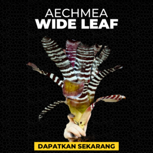 Aechmea Wide Leaf