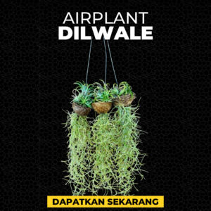 Airplant Dilwale