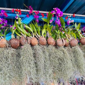 Airplant Orkid