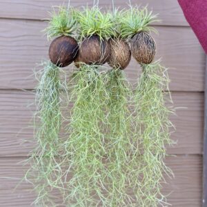 Airplant Pinang