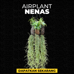 Airplant Nenas
