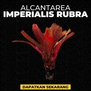 Alcantarea Imperialis Rubra