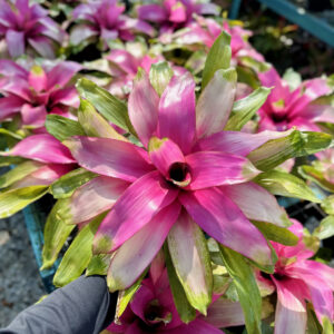 Neoregelia Donna