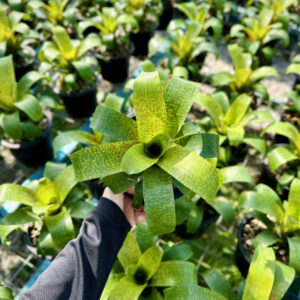 Vriesea Fenestralis