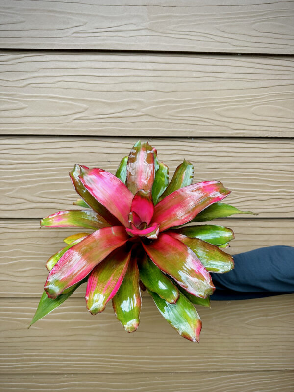 Neoregelia Lila - Image 2