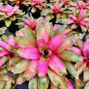 Neoregelia Lila
