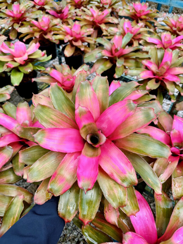 Neoregelia Lila