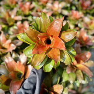 Neoregelia Medusa