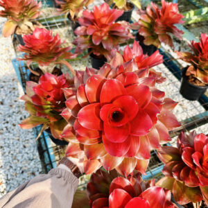 Neoregelia Medusa Red