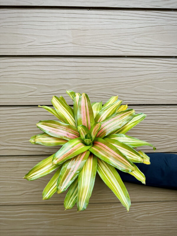 Neoregelia Orange Flush - Image 3