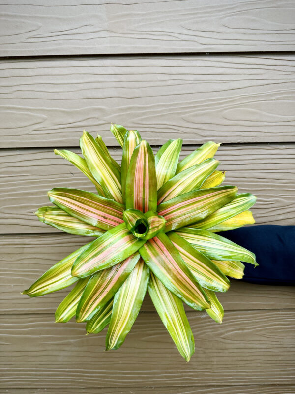 Neoregelia Orange Flush - Image 2