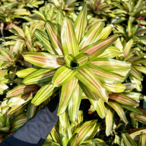 Neoregelia Orange Flush