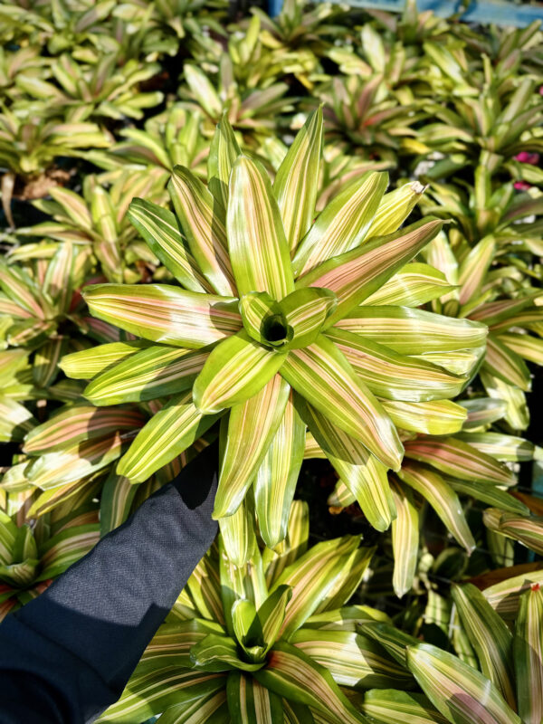 Neoregelia Orange Flush