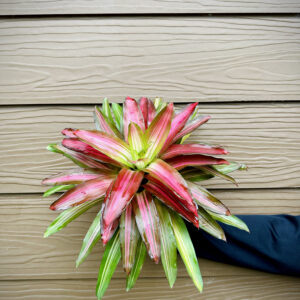 Neoregelia Picolo