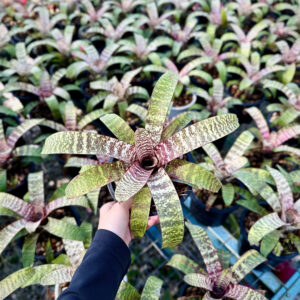 Vriesea Red Chestnut