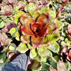 Neoregelia Royal Cordovan