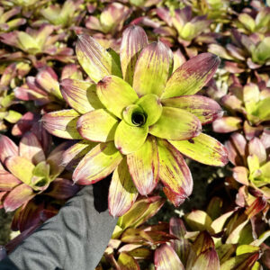 Neoregelia Strawberry Roan