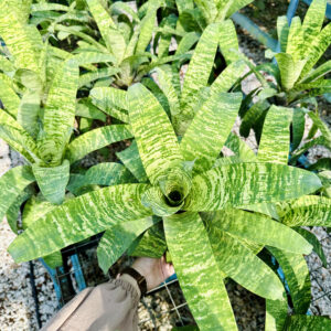 Vriesea Tiger Tim
