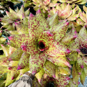 Neoregelia Virgo Proud