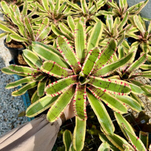 Neoregelia Wild Rabbit