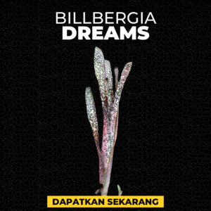 Billbergia Dreams