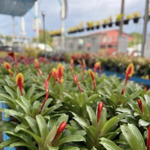 Guzmania