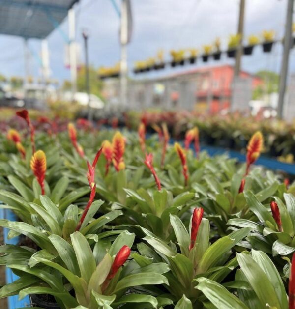 Guzmania