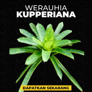 Werauhia Kupperiana