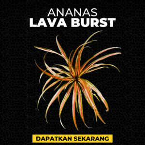 Ananas Lava Burst