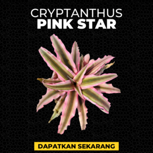 Cryptanthus Pink Star
